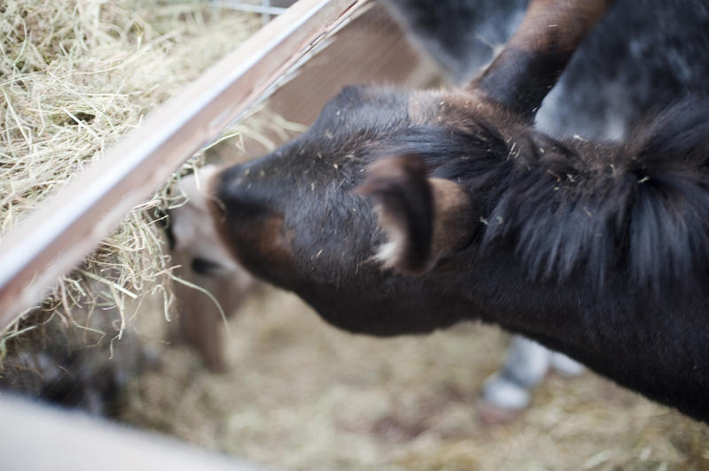 Young donkey eating hay from a wall mounted feeder on a farm