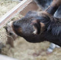 6394   Young donkey eating hay