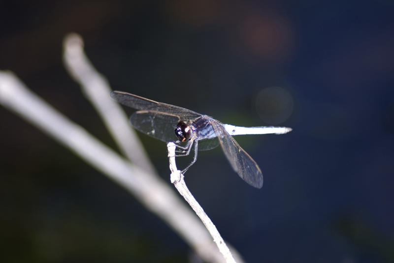 Insectivorous darter dragonfly perched on twig with its wings outspread against a dark background with copyspace