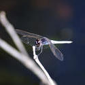 6371   Insectivorous dragonfly on twig