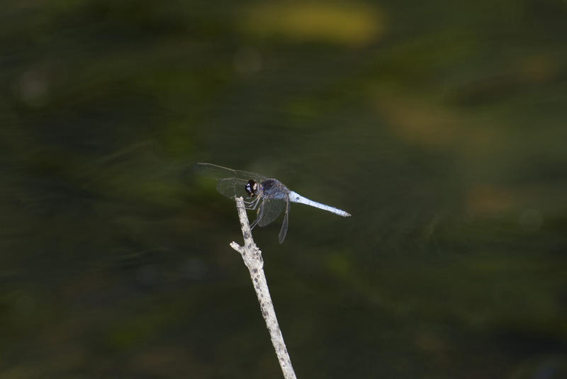 Darter dragonfly, an insectivorous predator, perched on a twig with shallow dof and copyspace