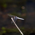 6372   Dragonfly perched on a twig in sunshine