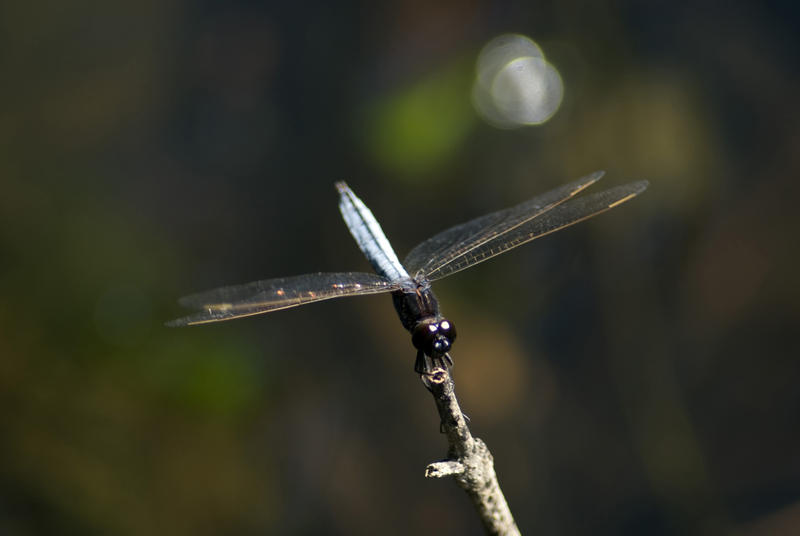 Dragonfly with outspread wings perched on a twig keeping a watchful eye for its next meal