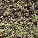 5240   dried origano