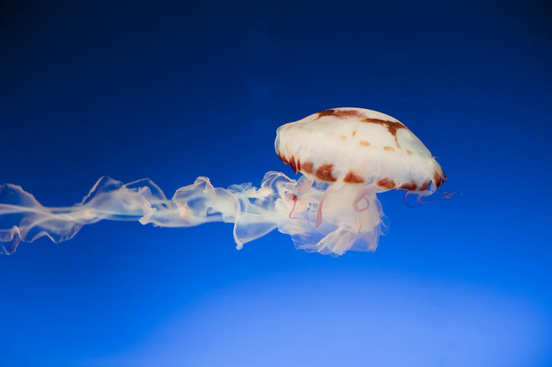 Swimming medusoid jellyfish trailing a long wavy trail of tentacles behind it in the blue water