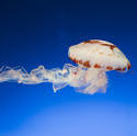 7398   Swimming medusoid jellyfish