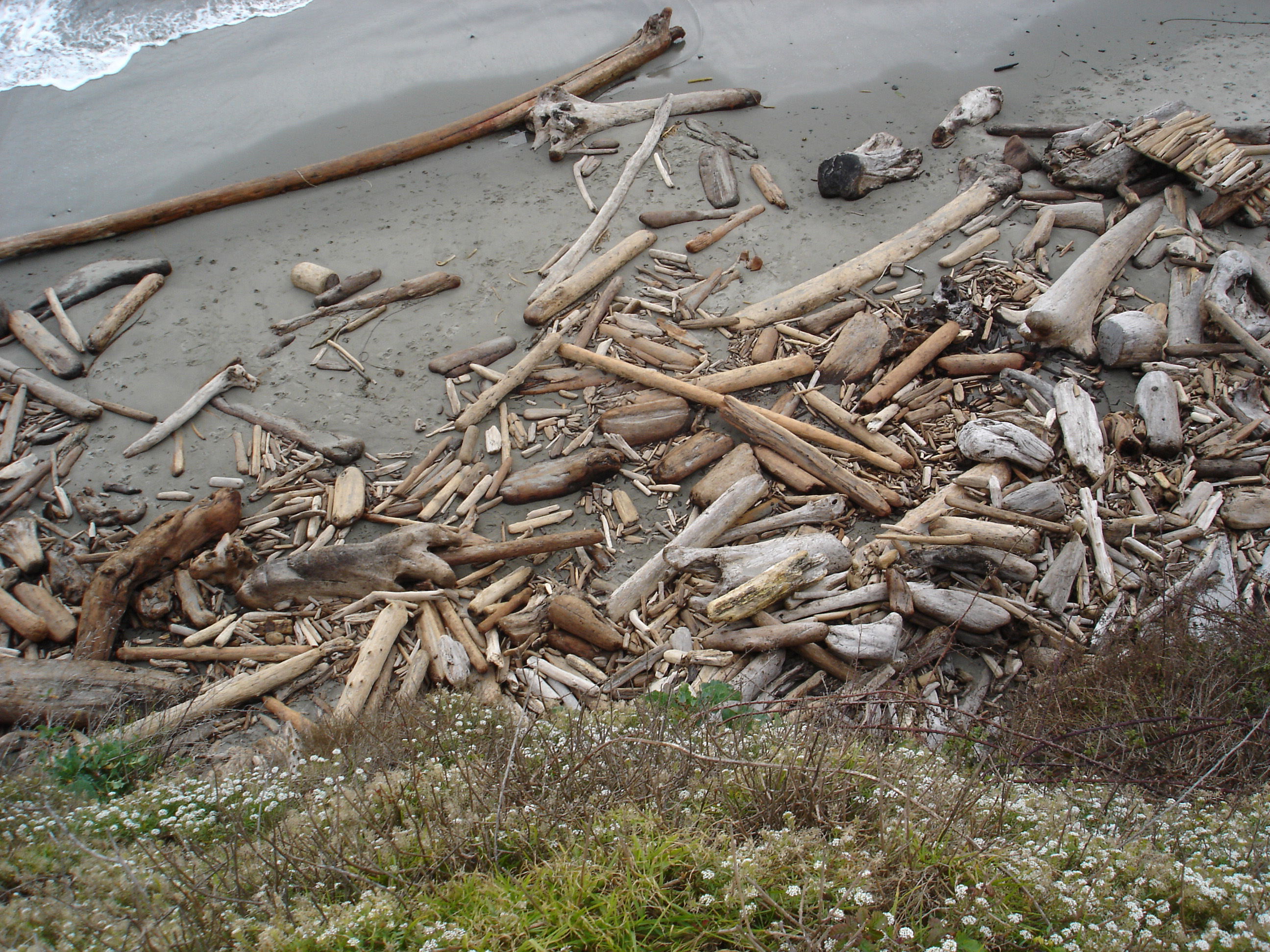 driftwood_beach.jpg