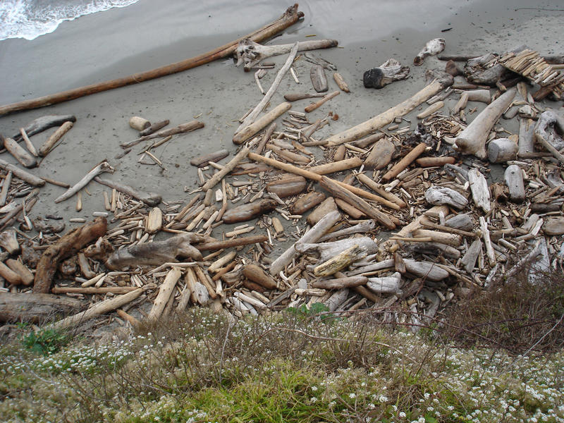 a beach covered in driftwood logs of assorted sizes