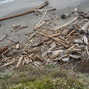 5765   driftwood