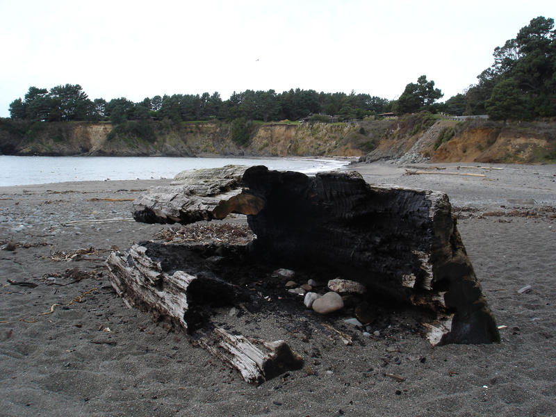 a burned out driftwood log washed up on a beach