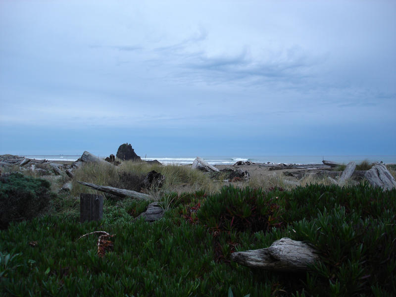 grey cloudy horizon with a forground of driftwood and beach plants