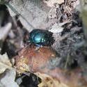 6421   dung beetle