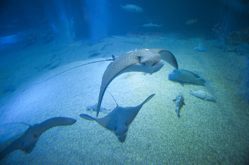 A group of eagle rays swimming underwater in a large marine aquarium seen through a public viewing window