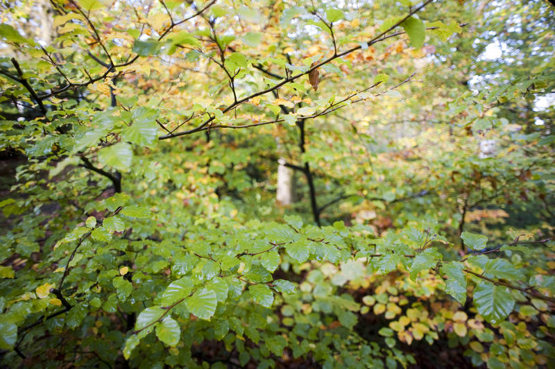 colours of early autumn, green foliage starting to turn yellow