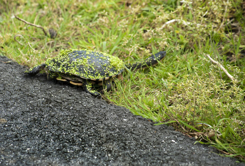 Eastern long-necked turtle, also known as the Eastern snake-necked turtle because of its long neck which can be the same length as its carapace