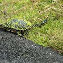 6396   Eastern long necked turtle