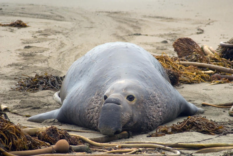 sleepy elephant seal on the beach at AÃ±o Nuevo State Reserve, calfiornia