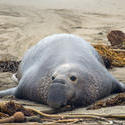 5705   sleepy elephant seal