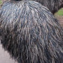 6344   Detail of the plumage of an emu