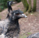 6345   Head of an inquisitive emu