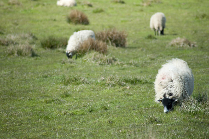 Sheep with heavy woolly fleeces grazing in lush English countryside on a farm with copyspace