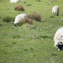 6259   Sheep grazing in English countryside
