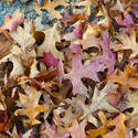 5165   Dry fallen leaves