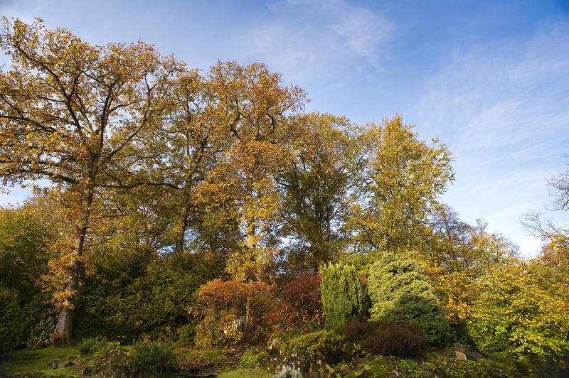 Beautiful shades of red and yellow foliage on tall trees in a scenic deserted stretch of autumn or fall woodland