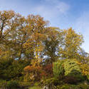 5167   Autumn Foliage In Woodland