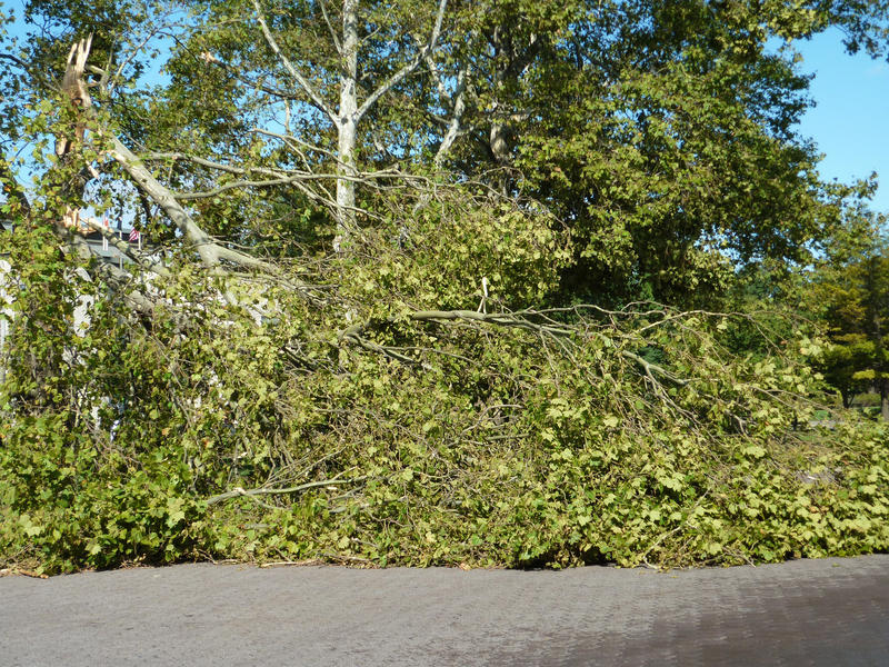 Fallen tree snapped off in high winds lying on a road