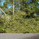 6764   Fallen tree on a road