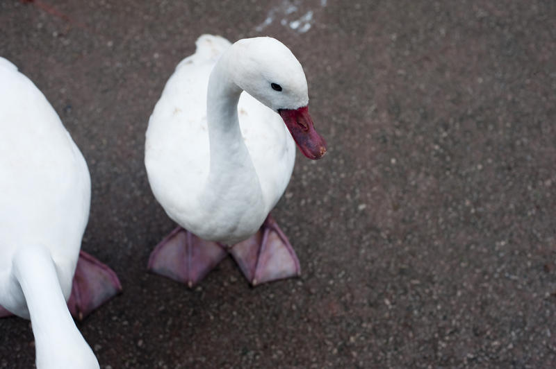 High angle view of a web-footed white domestic goose standing on bare earth in a farmyard