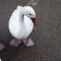 6346   Domestic goose in farmyard