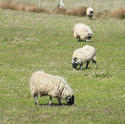 6373   Flock of sheep grazing in a pasture