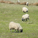 6373   Flock of sheep grazing in a pasture