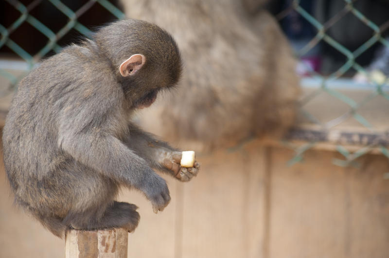 a juvanile monkey with a piece of fruit