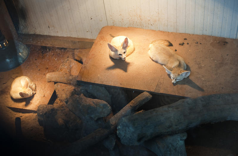 Fennex fox or Vulpes zerda, a desert animal from northern Africa, lying under heat lamps in captivity