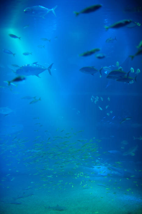 Background of a large marine aquarium tank with shoals of fish swimming through the blue water in the distance, vertical format