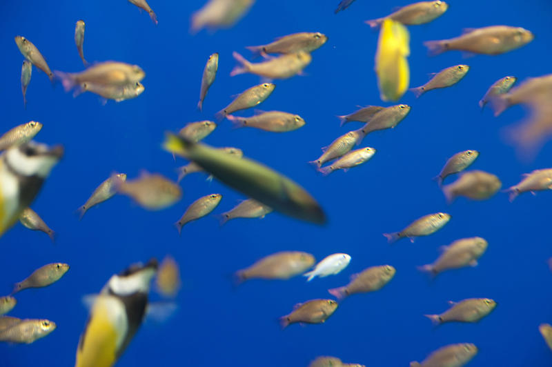 Background of diverse fish swimming underwater in the blue water of a large marine aquarium