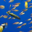 7412   Fish swimming in an aquarium