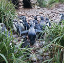 6368   Humbolt penguins walking to a pond