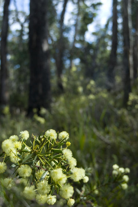 yellow flowers of a wattle growing in a trasmanian woodland