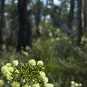 5857   flowering wattle