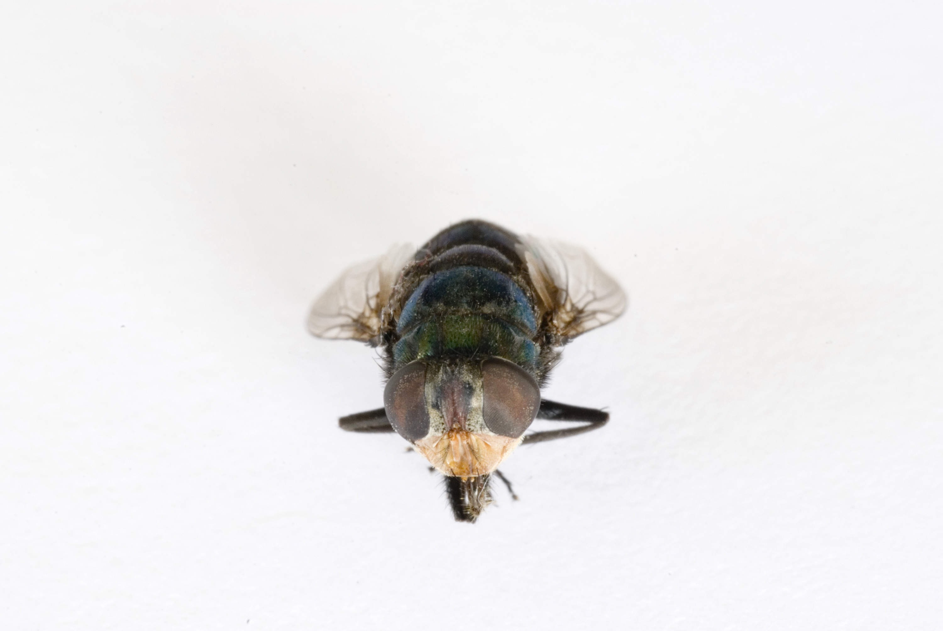 A Fly