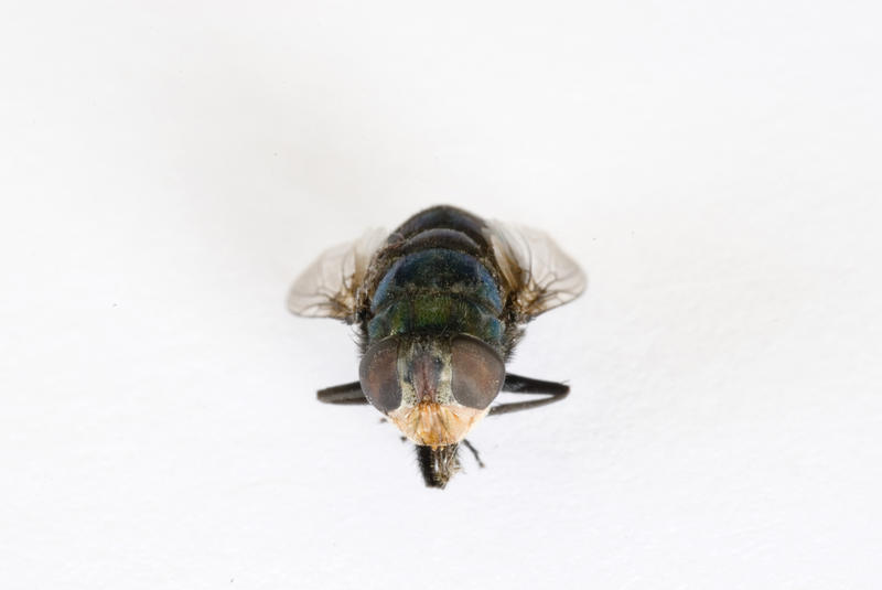 Compound eye detail of a dead house fly lying facing the camera on a white background