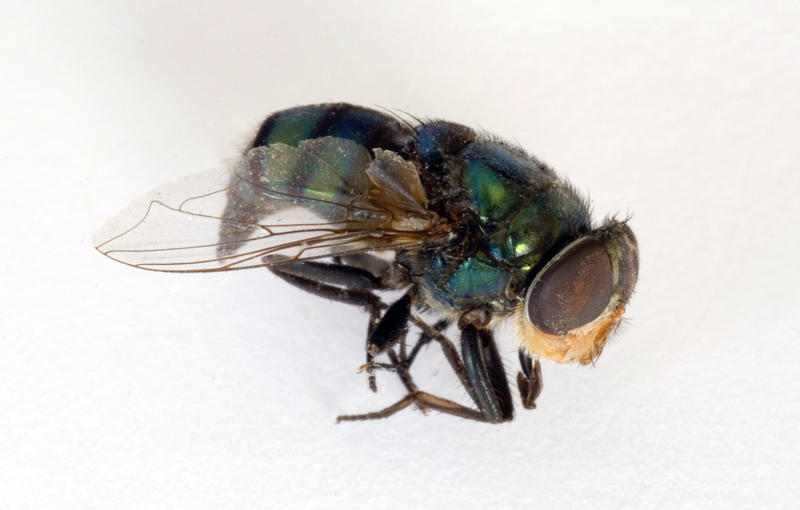 Closeup of a dead breen fly on white background with detail of the wing and compound eye