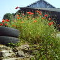 5141   france barn poppies