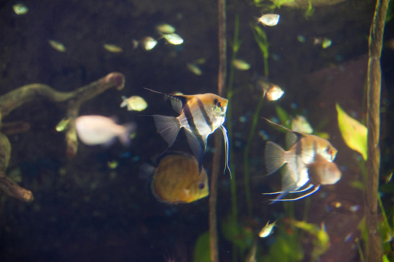 Colourful freshwater angelfish swimming in an aquarium - these fish breed well in captivity forming monogamous pairs and therefore make excellent aquarium pets