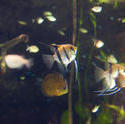 7432   Freshwater angelfish