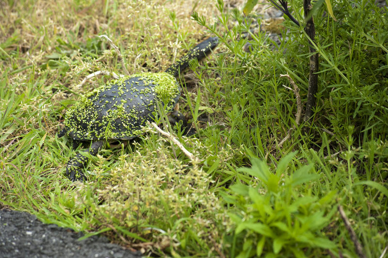 The eastern long-necked turtle ,Chelodina longicollis, also known as the eastern snake-necked turtle walking through grass
